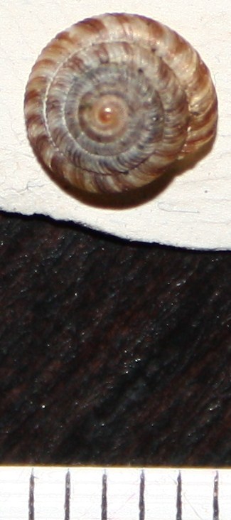 D. rotundatus?